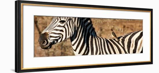 Awesome South Africa Collection Panoramic - Redbilled Oxpecker on Burchell's Zebra V-Philippe Hugonnard-Framed Photographic Print