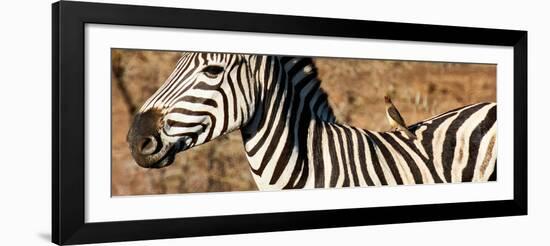 Awesome South Africa Collection Panoramic - Redbilled Oxpecker on Burchell's Zebra V-Philippe Hugonnard-Framed Photographic Print