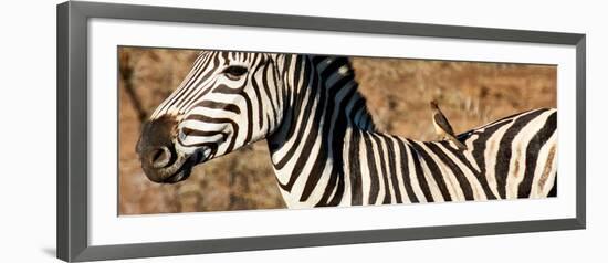 Awesome South Africa Collection Panoramic - Redbilled Oxpecker on Burchell's Zebra V-Philippe Hugonnard-Framed Photographic Print