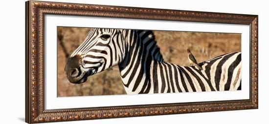 Awesome South Africa Collection Panoramic - Redbilled Oxpecker on Burchell's Zebra V-Philippe Hugonnard-Framed Photographic Print