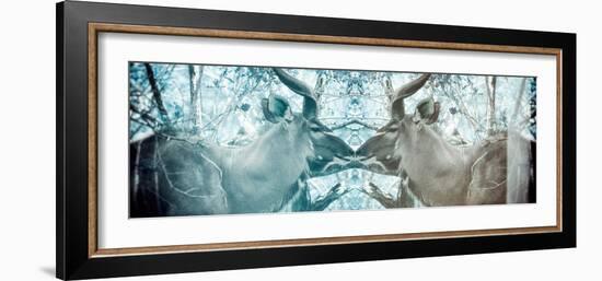 Awesome South Africa Collection Panoramic - Reflection of Greater Kudu - Aquamarine & Grey-Philippe Hugonnard-Framed Photographic Print