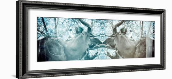 Awesome South Africa Collection Panoramic - Reflection of Greater Kudu - Aquamarine & Grey-Philippe Hugonnard-Framed Photographic Print