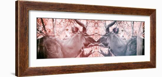 Awesome South Africa Collection Panoramic - Reflection of Greater Kudu - Red & Dimgray-Philippe Hugonnard-Framed Photographic Print