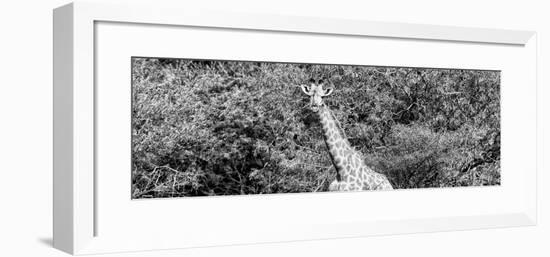 Awesome South Africa Collection Panoramic - Rothschild Giraffe II B&W-Philippe Hugonnard-Framed Photographic Print