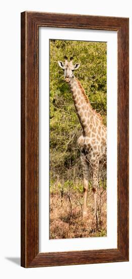 Awesome South Africa Collection Panoramic - Rothschild Giraffe-Philippe Hugonnard-Framed Photographic Print