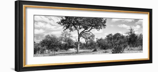 Awesome South Africa Collection Panoramic - Savannah Landscape B&W-Philippe Hugonnard-Framed Photographic Print