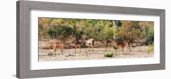 Awesome South Africa Collection Panoramic - Six Nyala Females-Philippe Hugonnard-Framed Photographic Print