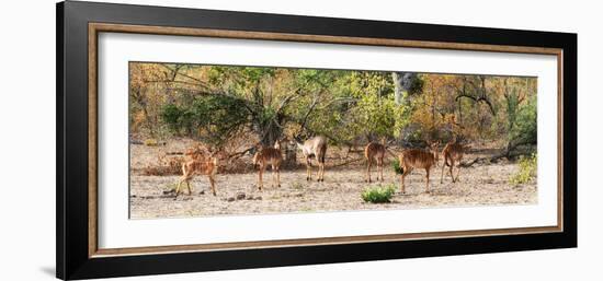 Awesome South Africa Collection Panoramic - Six Nyala Females-Philippe Hugonnard-Framed Photographic Print