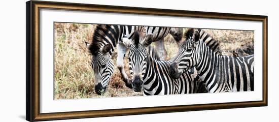 Awesome South Africa Collection Panoramic - Three Burchell's Zebra-Philippe Hugonnard-Framed Photographic Print