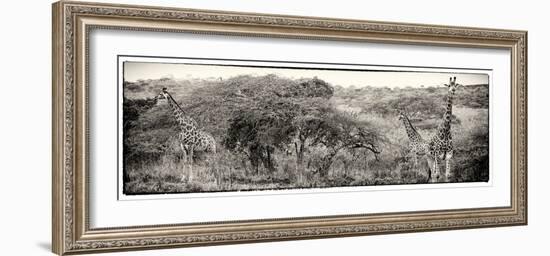 Awesome South Africa Collection Panoramic - Three Giraffes III-Philippe Hugonnard-Framed Photographic Print