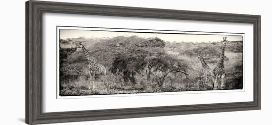 Awesome South Africa Collection Panoramic - Three Giraffes III-Philippe Hugonnard-Framed Photographic Print