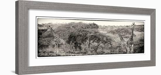 Awesome South Africa Collection Panoramic - Three Giraffes III-Philippe Hugonnard-Framed Photographic Print