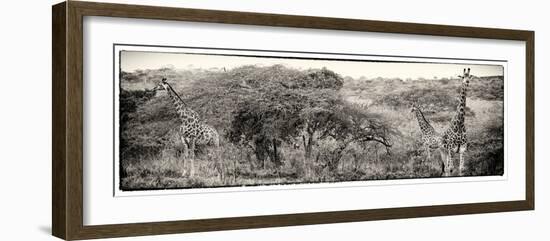 Awesome South Africa Collection Panoramic - Three Giraffes III-Philippe Hugonnard-Framed Photographic Print