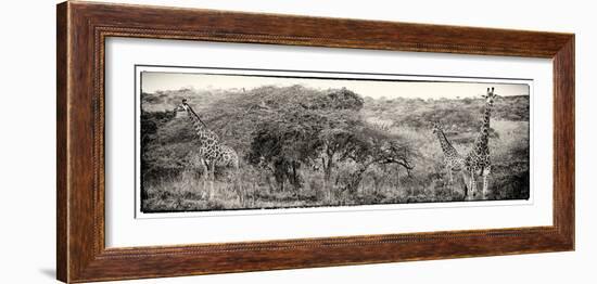 Awesome South Africa Collection Panoramic - Three Giraffes III-Philippe Hugonnard-Framed Photographic Print