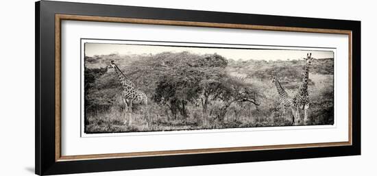 Awesome South Africa Collection Panoramic - Three Giraffes III-Philippe Hugonnard-Framed Photographic Print