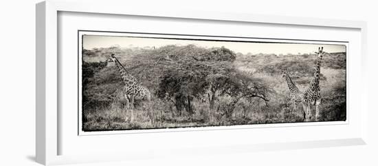 Awesome South Africa Collection Panoramic - Three Giraffes III-Philippe Hugonnard-Framed Photographic Print