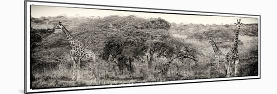 Awesome South Africa Collection Panoramic - Three Giraffes III-Philippe Hugonnard-Mounted Photographic Print