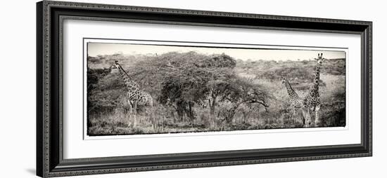 Awesome South Africa Collection Panoramic - Three Giraffes III-Philippe Hugonnard-Framed Photographic Print