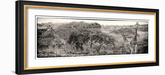 Awesome South Africa Collection Panoramic - Three Giraffes III-Philippe Hugonnard-Framed Photographic Print