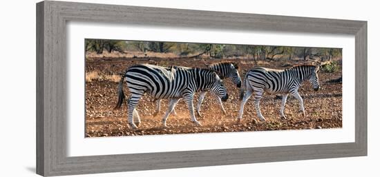 Awesome South Africa Collection Panoramic - Three Zebra II-Philippe Hugonnard-Framed Photographic Print