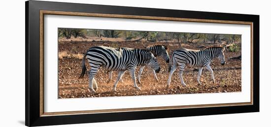 Awesome South Africa Collection Panoramic - Three Zebra II-Philippe Hugonnard-Framed Photographic Print