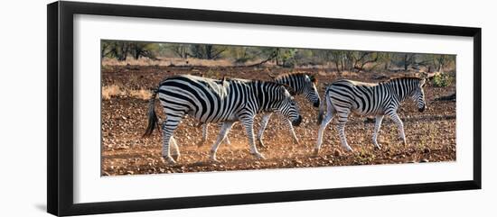 Awesome South Africa Collection Panoramic - Three Zebra II-Philippe Hugonnard-Framed Photographic Print