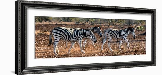 Awesome South Africa Collection Panoramic - Three Zebra II-Philippe Hugonnard-Framed Photographic Print