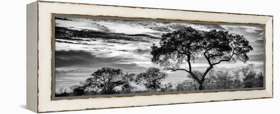 Awesome South Africa Collection Panoramic - Tree Silhouetted at Sunset B&W-Philippe Hugonnard-Framed Premier Image Canvas