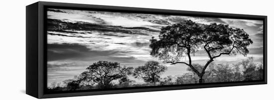 Awesome South Africa Collection Panoramic - Tree Silhouetted at Sunset B&W-Philippe Hugonnard-Framed Premier Image Canvas