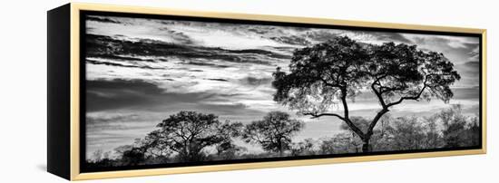 Awesome South Africa Collection Panoramic - Tree Silhouetted at Sunset B&W-Philippe Hugonnard-Framed Premier Image Canvas