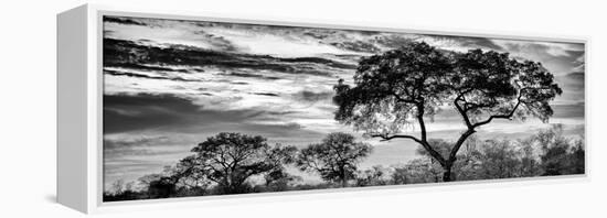 Awesome South Africa Collection Panoramic - Tree Silhouetted at Sunset B&W-Philippe Hugonnard-Framed Premier Image Canvas