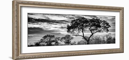 Awesome South Africa Collection Panoramic - Tree Silhouetted at Sunset B&W-Philippe Hugonnard-Framed Photographic Print