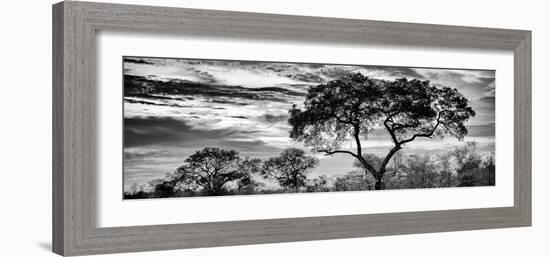 Awesome South Africa Collection Panoramic - Tree Silhouetted at Sunset B&W-Philippe Hugonnard-Framed Photographic Print