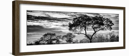 Awesome South Africa Collection Panoramic - Tree Silhouetted at Sunset B&W-Philippe Hugonnard-Framed Photographic Print