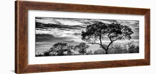 Awesome South Africa Collection Panoramic - Tree Silhouetted at Sunset B&W-Philippe Hugonnard-Framed Photographic Print