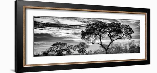 Awesome South Africa Collection Panoramic - Tree Silhouetted at Sunset B&W-Philippe Hugonnard-Framed Photographic Print