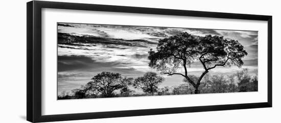 Awesome South Africa Collection Panoramic - Tree Silhouetted at Sunset B&W-Philippe Hugonnard-Framed Photographic Print