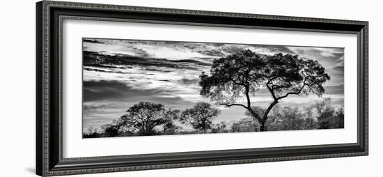 Awesome South Africa Collection Panoramic - Tree Silhouetted at Sunset B&W-Philippe Hugonnard-Framed Photographic Print