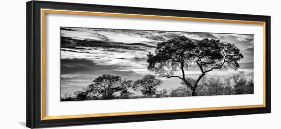 Awesome South Africa Collection Panoramic - Tree Silhouetted at Sunset B&W-Philippe Hugonnard-Framed Photographic Print