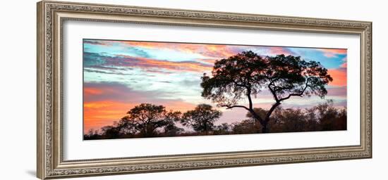 Awesome South Africa Collection Panoramic - Tree Silhouetted at Sunset-Philippe Hugonnard-Framed Photographic Print