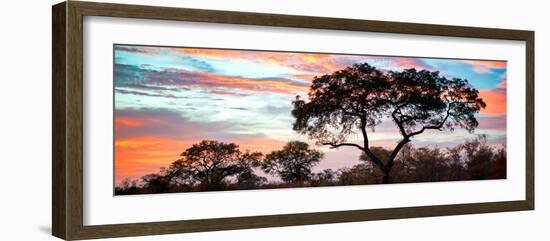 Awesome South Africa Collection Panoramic - Tree Silhouetted at Sunset-Philippe Hugonnard-Framed Photographic Print