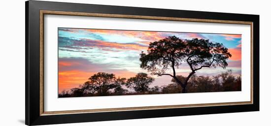 Awesome South Africa Collection Panoramic - Tree Silhouetted at Sunset-Philippe Hugonnard-Framed Photographic Print