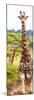 Awesome South Africa Collection Panoramic - Two Giraffes Portrait II-Philippe Hugonnard-Mounted Photographic Print