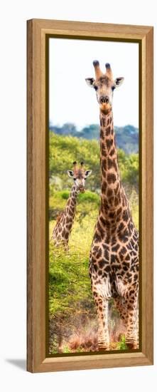 Awesome South Africa Collection Panoramic - Two Giraffes Portrait II-Philippe Hugonnard-Framed Premier Image Canvas