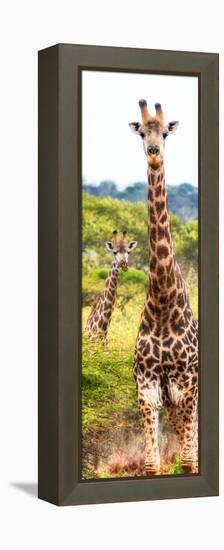 Awesome South Africa Collection Panoramic - Two Giraffes Portrait II-Philippe Hugonnard-Framed Premier Image Canvas