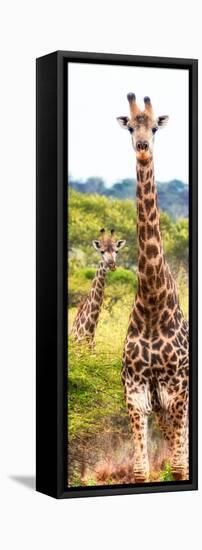 Awesome South Africa Collection Panoramic - Two Giraffes Portrait II-Philippe Hugonnard-Framed Premier Image Canvas