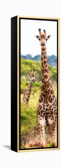 Awesome South Africa Collection Panoramic - Two Giraffes Portrait II-Philippe Hugonnard-Framed Premier Image Canvas