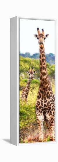 Awesome South Africa Collection Panoramic - Two Giraffes Portrait II-Philippe Hugonnard-Framed Premier Image Canvas