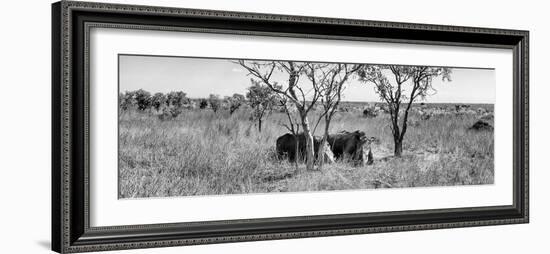 Awesome South Africa Collection Panoramic - Two Rhinos in Savanna B&W-Philippe Hugonnard-Framed Photographic Print