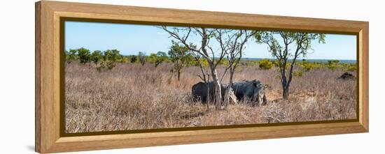 Awesome South Africa Collection Panoramic - Two Rhinos in Savanna-Philippe Hugonnard-Framed Premier Image Canvas